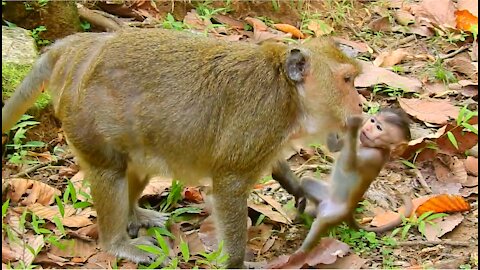 Little Monkey Finds Food with Group in the field