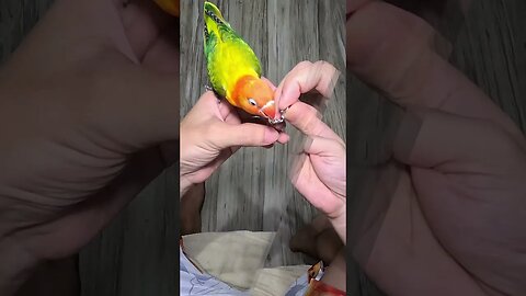 Putting a Harness on My African Lovebird Named Sunshine: A Fun Adventure!