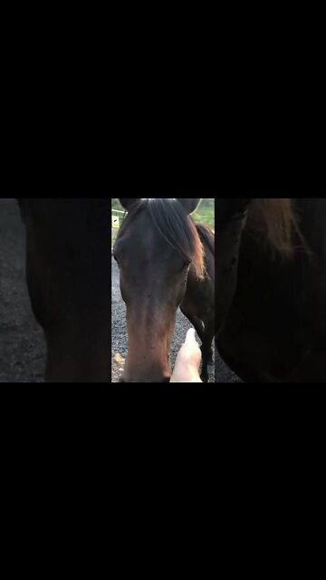 Beautiful Arab pony says hello