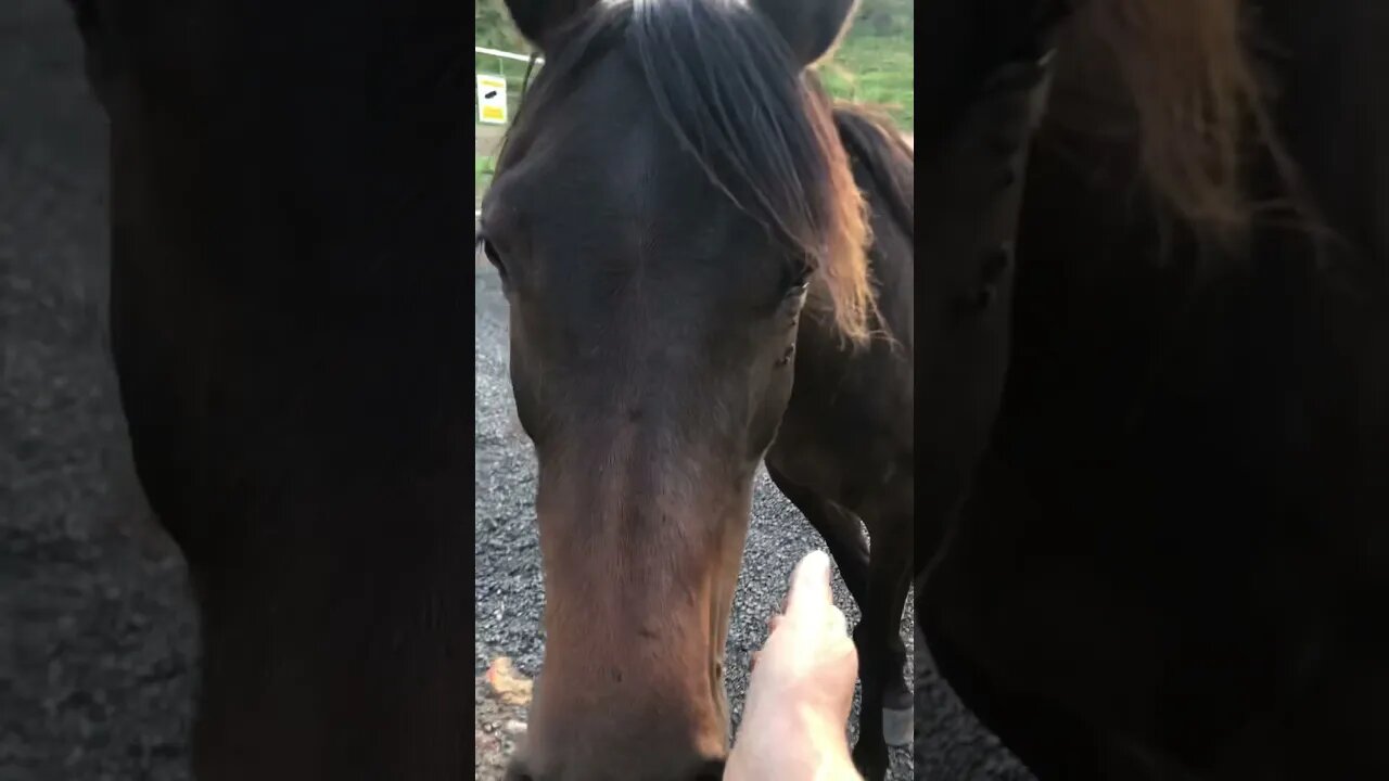 Beautiful Arab pony says hello