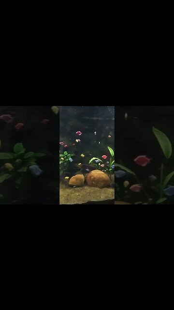 Colorful Tetras 😃