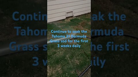 #viral #shorts #short #lawn #mowing #grass #bermuda #lawncare #home #tahoma #water #sod #soaking