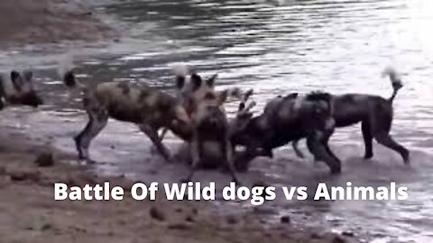 #Wild​ #Animals​ #Pets​ #wildlife​ #Forest​ #Jungle​ Best attack for wild life