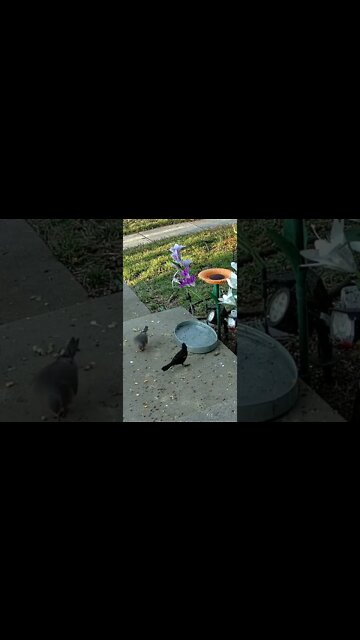 A red Winged Blackbird Trying To Crack A Peanut #Shorts 🌲