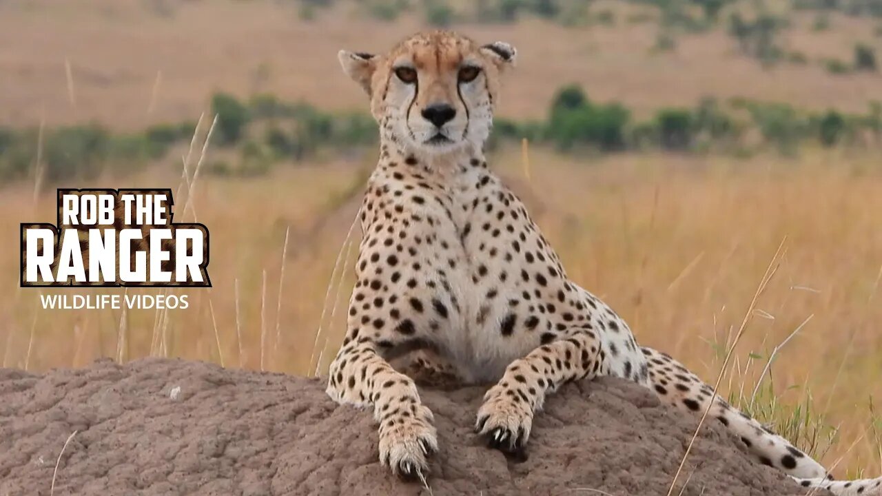 Female Cheetah Keeping An Eye On A Nomadic Male | Lalashe Maasai Mara Safari