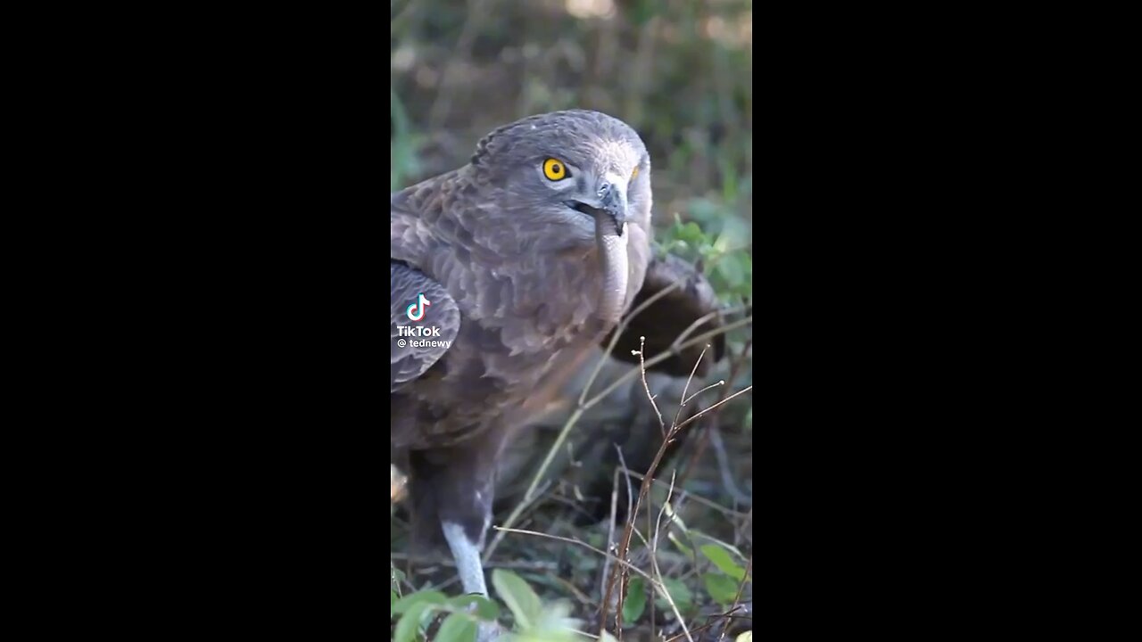 Eagle