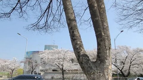 윤중로 벚꽃길 여의도 벚꽃엔딩