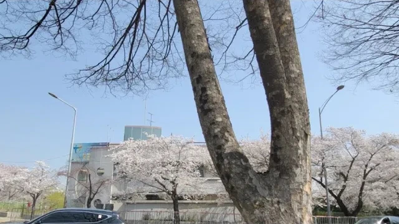 윤중로 벚꽃길 여의도 벚꽃엔딩