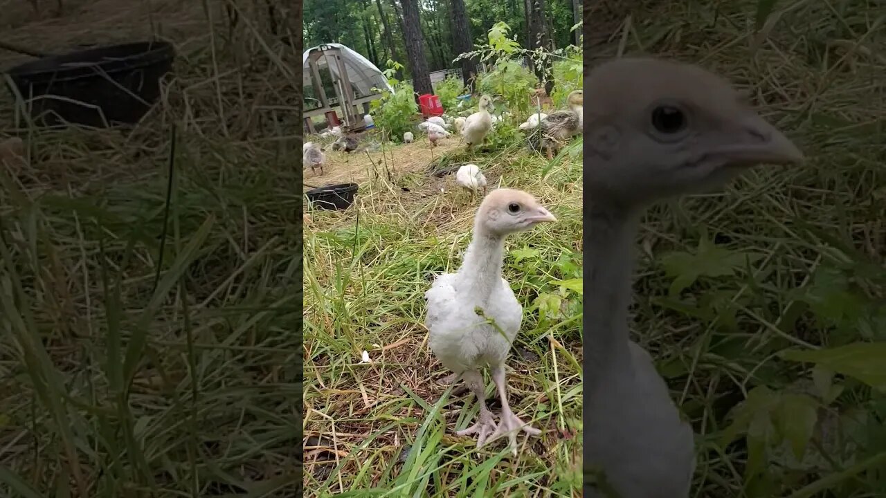 Rainy Day #homestead #pasturedpoultry #farming #selfsufficiency #growfood #broilerchicken #turkey