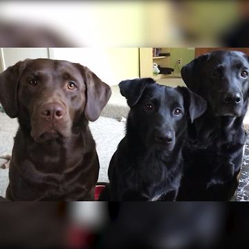 Three Dogs Watch Their Human Friend Snacks