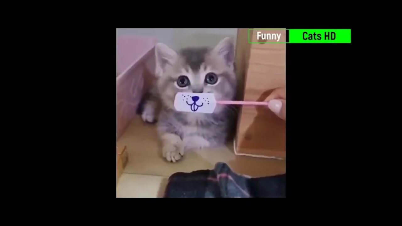 The Best FUNNY Cat Videos 2022 Funniest and Cutest Cats Funny Cats HD