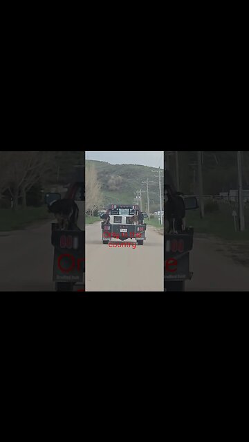 Country dogs #shortsvideo #dog #socialmedia