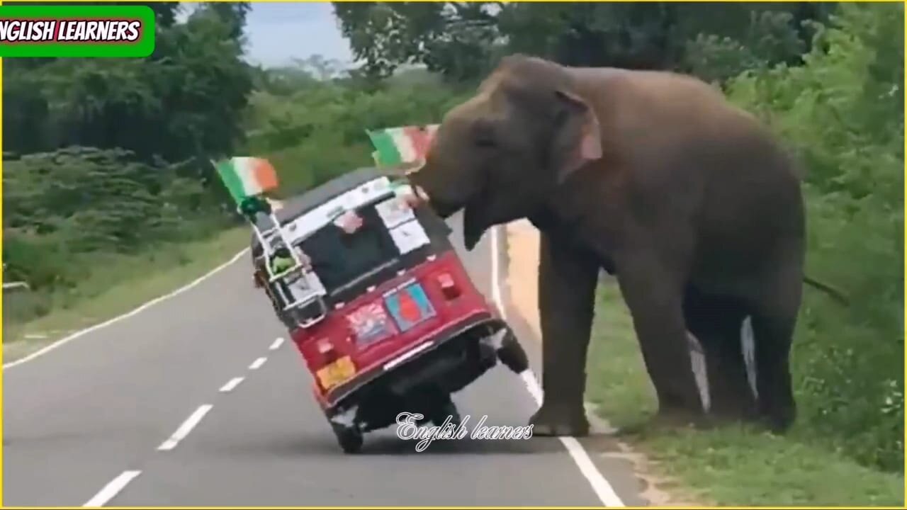 Elephants attack