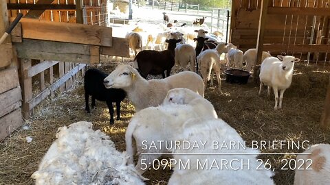 Barn Briefing 3-26-2022