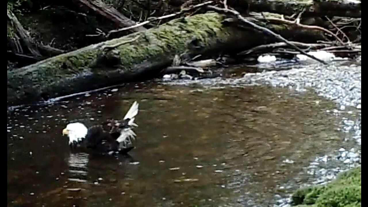 A Small Salmon Stream, Aug. 7-10