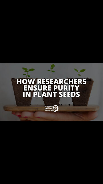 How Researchers Ensure Purity in Plant Seeds #shorts