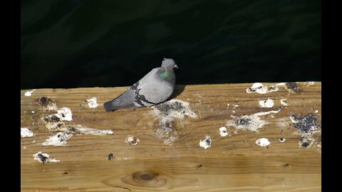 IL PALUMBO SCACHICCHIATORE SVERGOGNATO