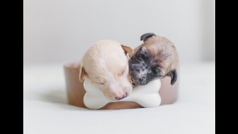 Cute Animals