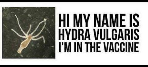 HYDRA VULGARIS