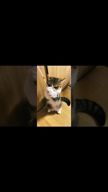 Semangat Untuk Diri Sendiri ☺️ #kucingcomel #shortsfeed