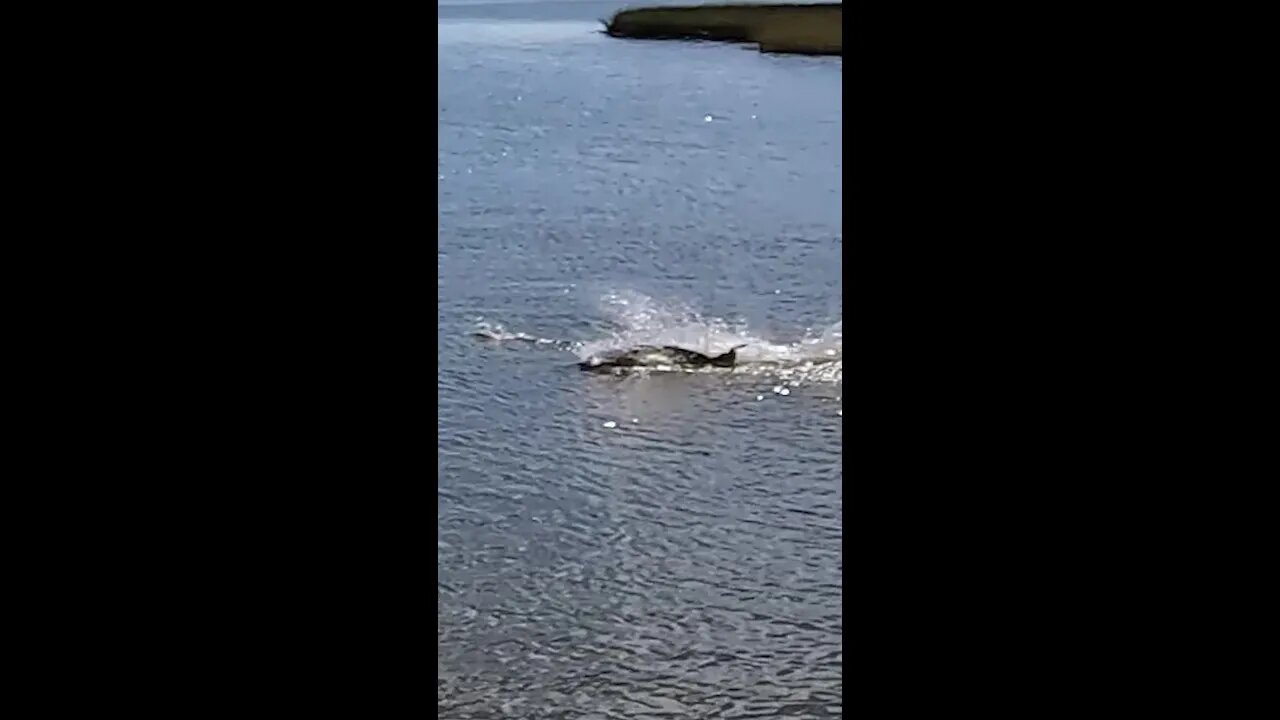 Giant Redfish SMOKING Mullet on the Surface! #shorts