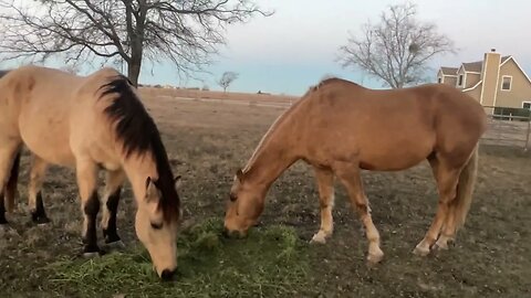 January 8, 2023 - Morning Feeding Of Horses - Ransom & Buddy - Mokie Cat Also