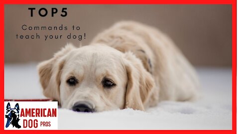 Top 5 Most Important Commands To Teach Your Pet