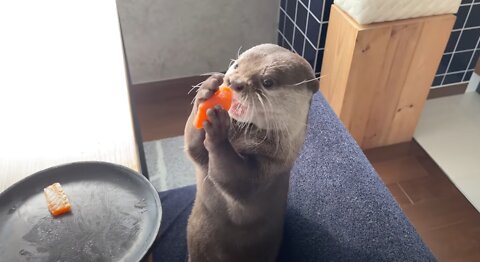 Otter Excited about Salmon Cheat Day