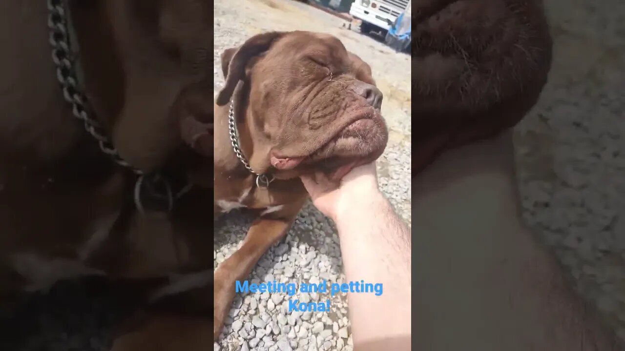 Today I met a new dog Kona and gave her some pets #dogs insta @doguedebordeaux