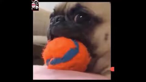 Funny Dogs Videos Compilation HILARIOUS!!