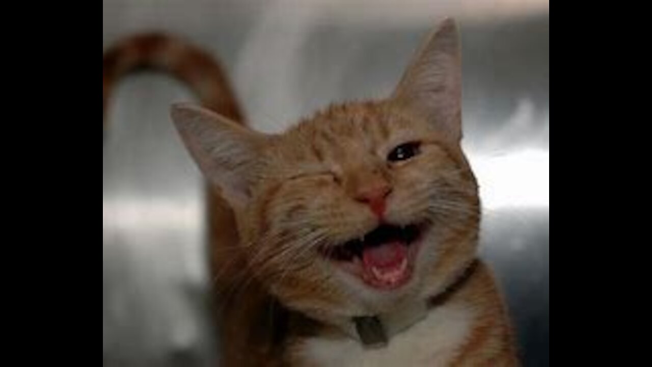 Try Don't Laugh - Video Of Cat To Die Laughing N01