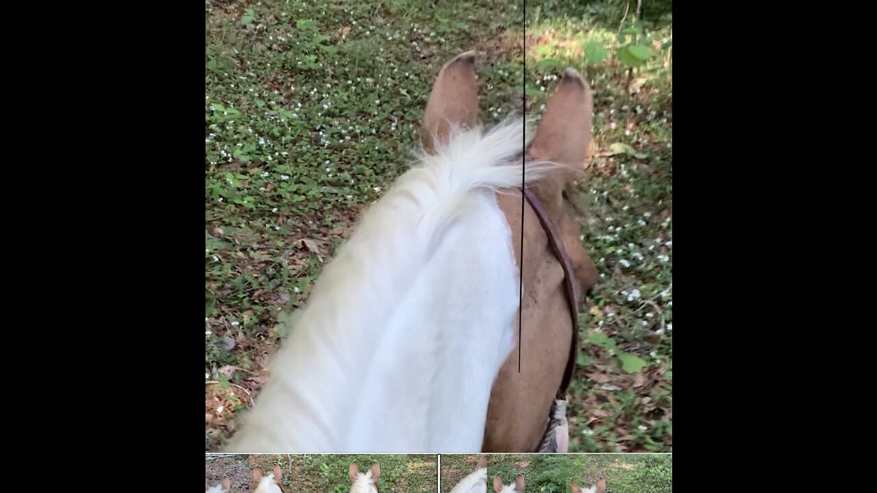 The best view ever is the view between my horses ears.