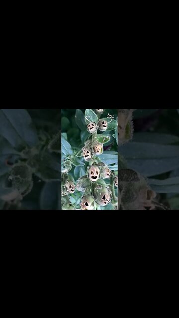 Bone Chilling Beauty of the Snapdragon Flower