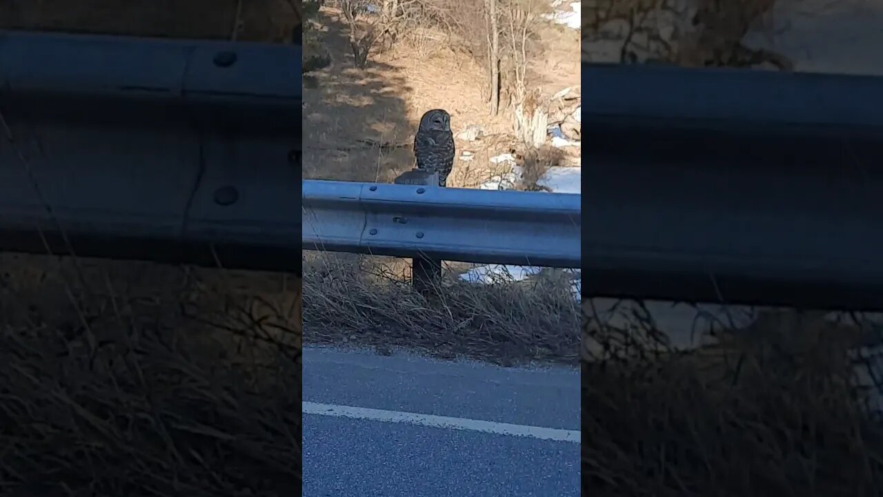 Owl drive by Northern Michigan.