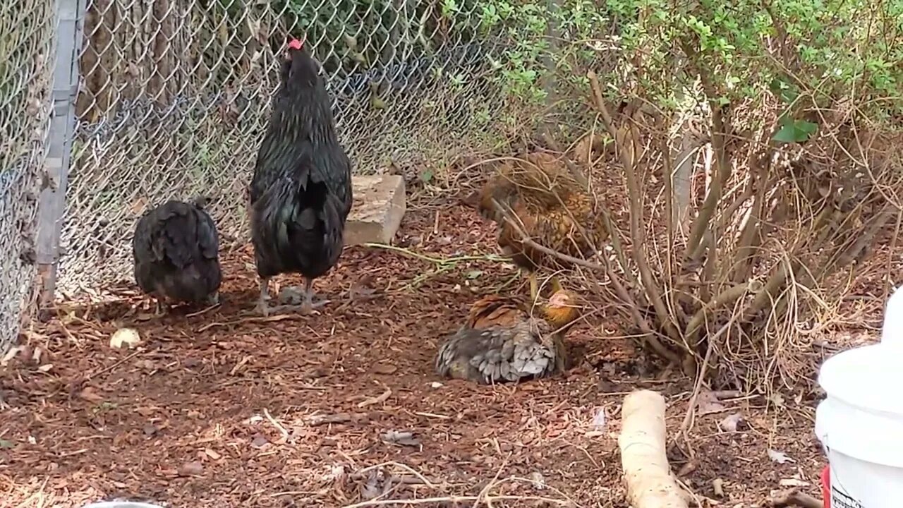 Mister Roo Crowing, Black Ameracauna Rooster