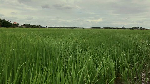 agriculture Bihar video