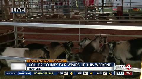 Last chance to catch the Collier County Fair this weekend - 7am live report