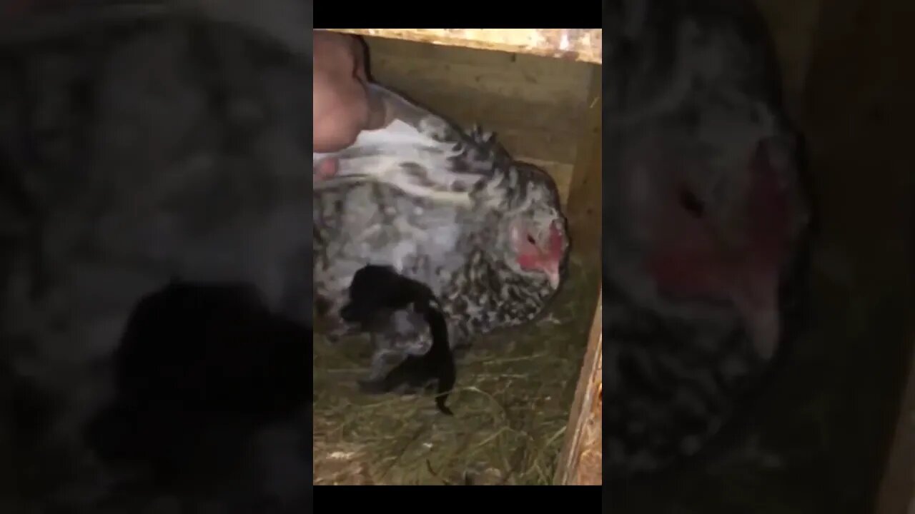 Mother Hen saves & adopts newborn Orphan puppies. #animalsanctuary