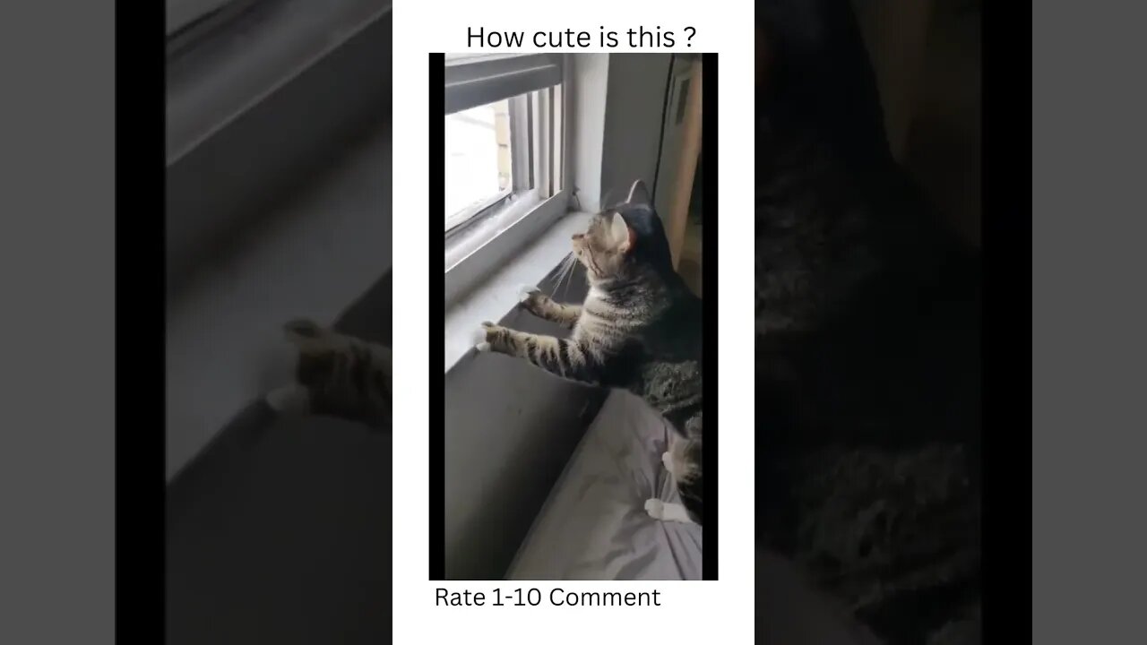 Not good, too cold #cat #winter #cold #short #funny