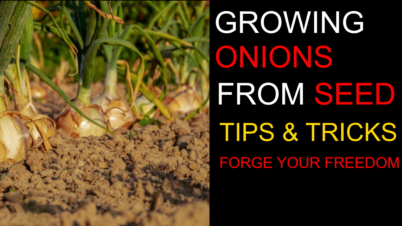 How to Start Onions from Seeds