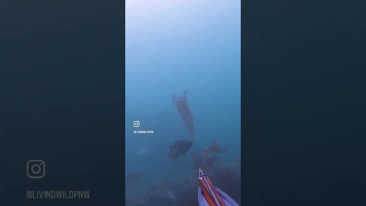 POV 😮 Spearing a BIG Yellowtail Rockfish free diving off #vancouverisland #catchandcook #pnw