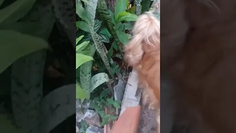 #dogshow , #animals , #dog , #shorts