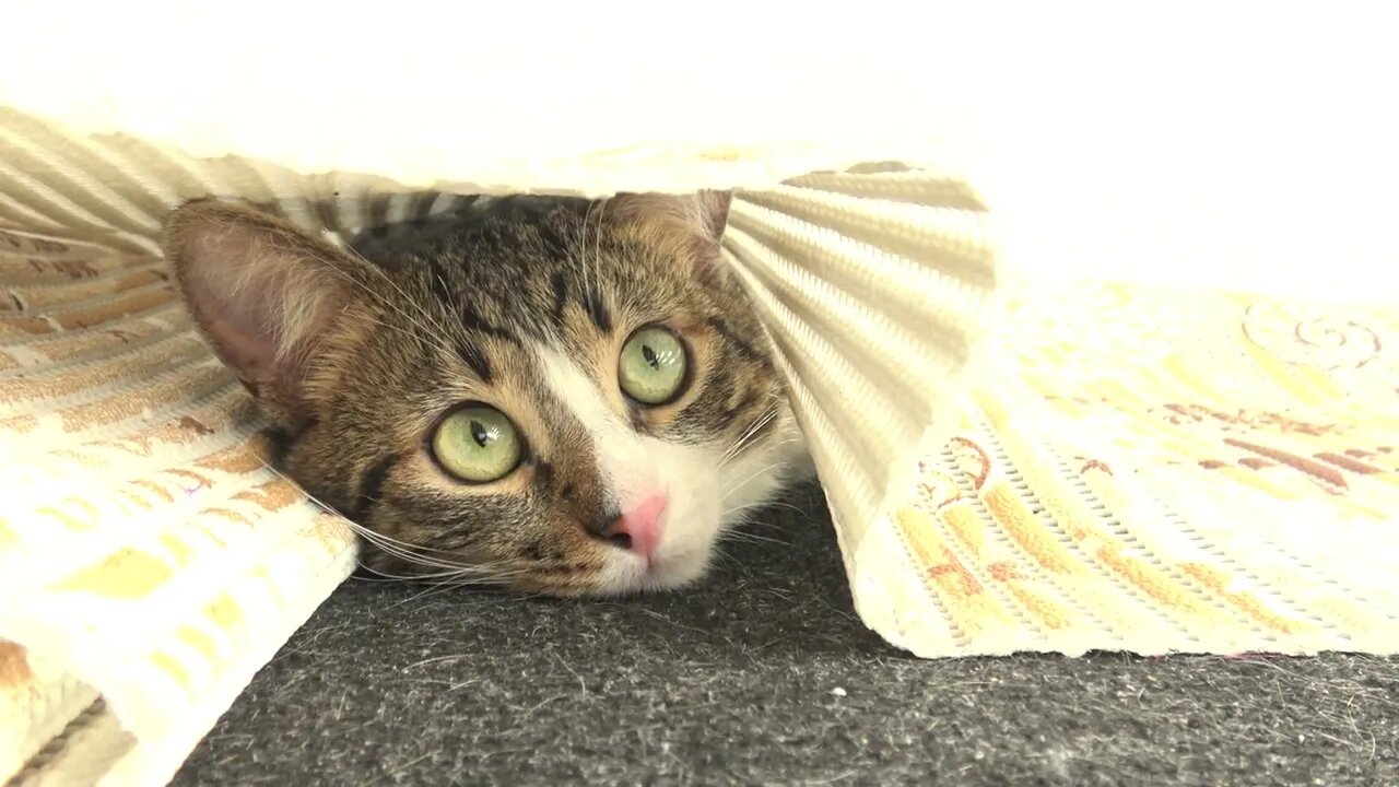 Small Tiger Has Hidden