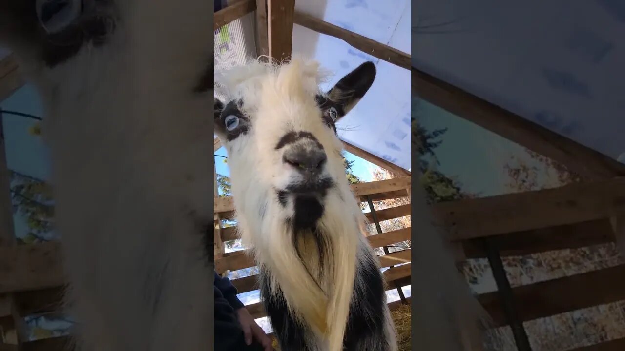 #goats #shorts