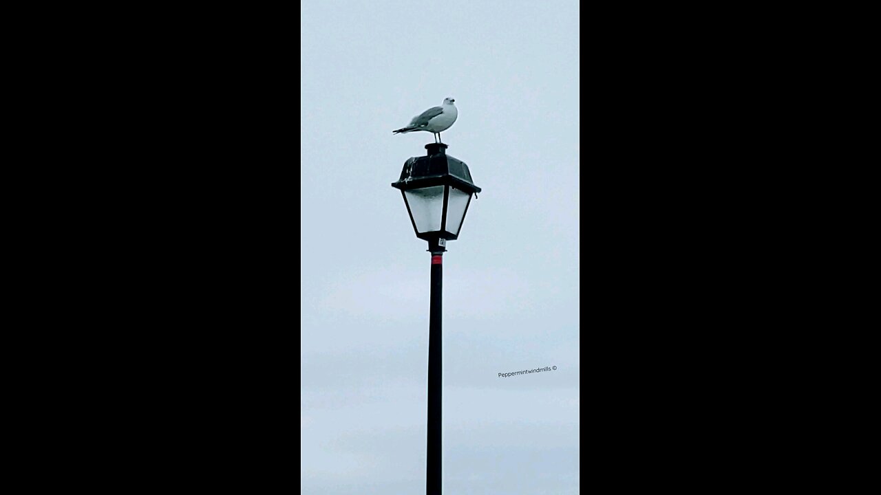 Seagull keeps watch