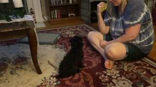 Fun with our Toy Poodle Lexi! Toy poodle doing some commands too!