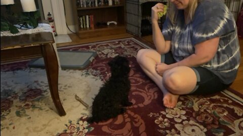 Fun with our Toy Poodle Lexi! Toy poodle doing some commands too!