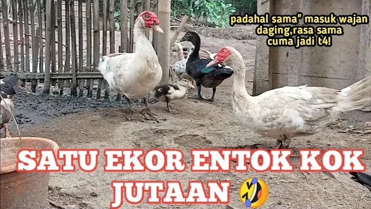 ENTOK JUMBO KOK MAHAL