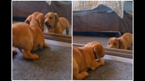 🤣Funny Dog Videos 2020🤣 🐶 It's time to LAUGH with Dog's life