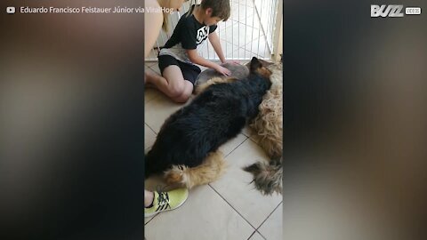 Un chien pense que son ami est mort et pleure